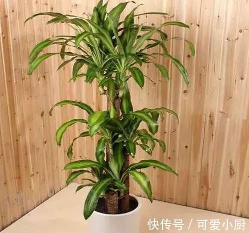 懒人养植的盆栽,一个月浇次水都没问题