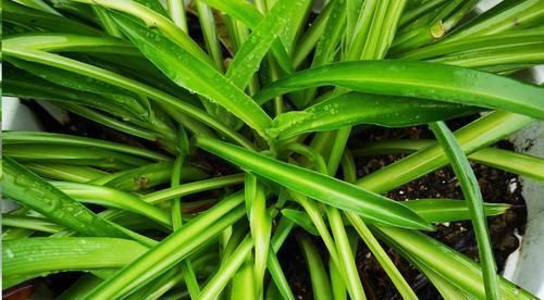 这10种花超级怕冷,再不搬进屋,小心只剩下盆了