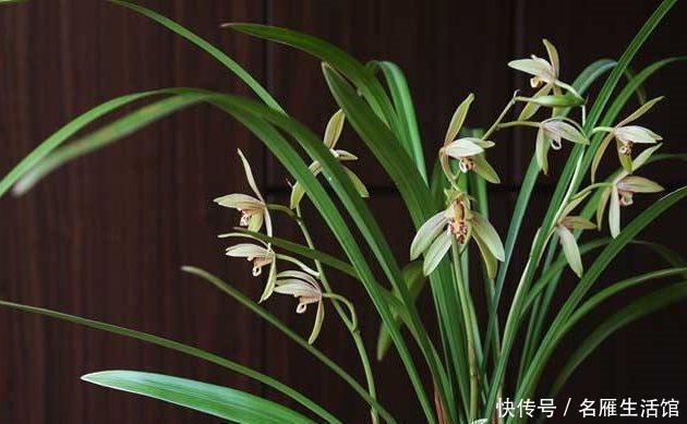 建兰|知道兰花有多少个兰花一共有7个种类,知道你养的那种吗