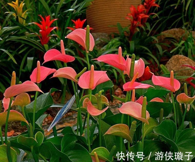 9种“勤劳花”,别名“天天开”,365天花不断,也不怕累坏了