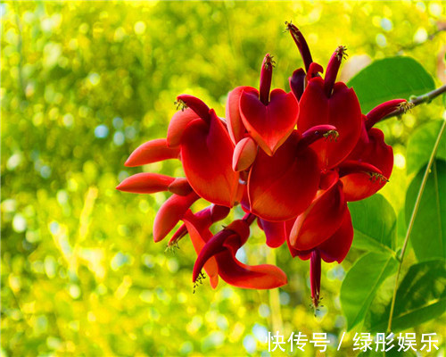 色彩斑斓的刺桐怎么养教你3个养护刺桐的小妙招,花开艳丽美观