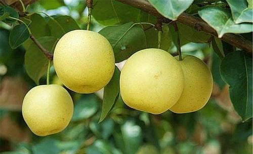 想身體長壽，春天堅持吃的食物，涼血生津，活血益氣，吃了變年輕