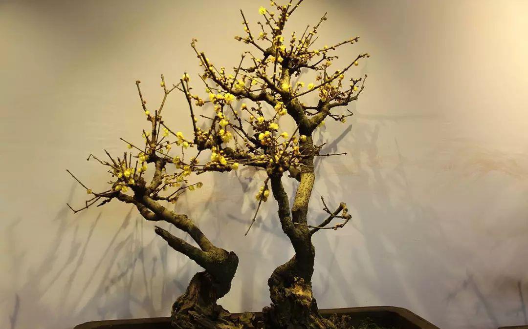 零下10度冻不死的花,不用搬进屋,冬天狂开花!