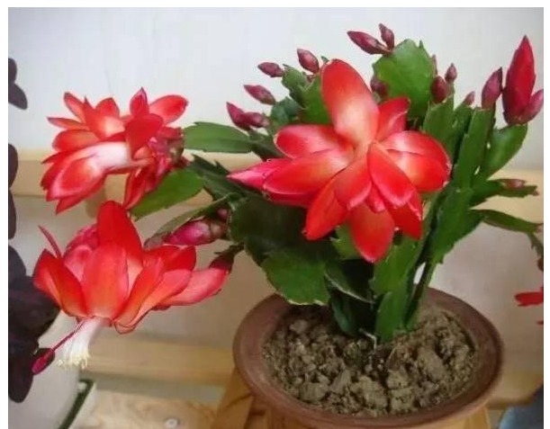 盆栽蟹爪兰总是只长叶子不开花注意以下5点,才能花爆。