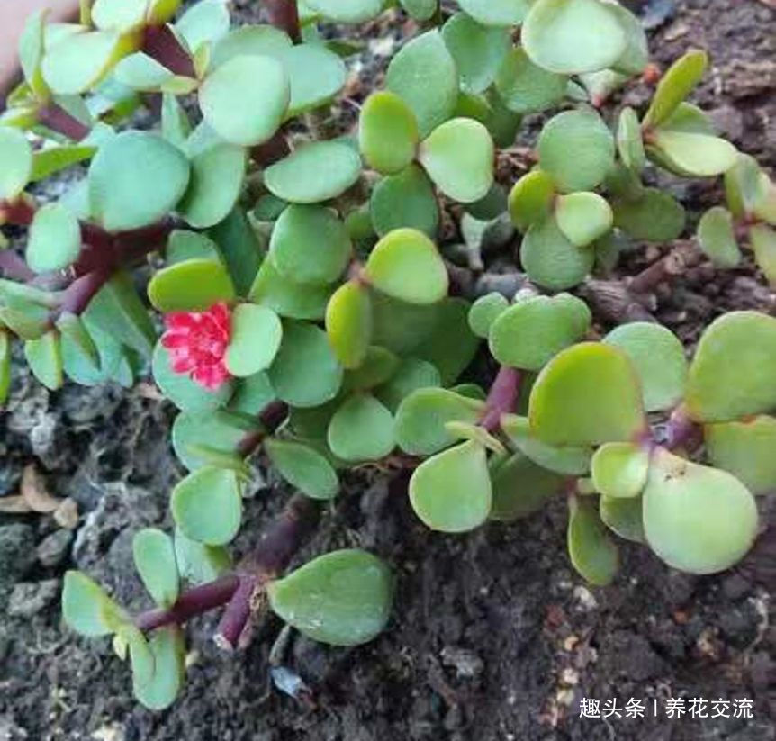 准妈妈的妹妹送她一盆金枝玉叶，养了两个多月才发现是''假花''