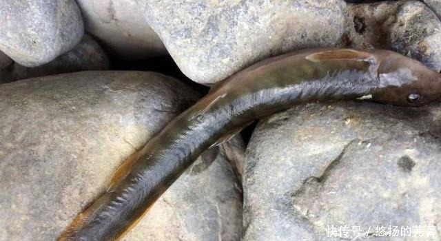 特色菜|此鱼十几年前小溪里随处可见,长得很像泥鳅,如今很难看到野生的!