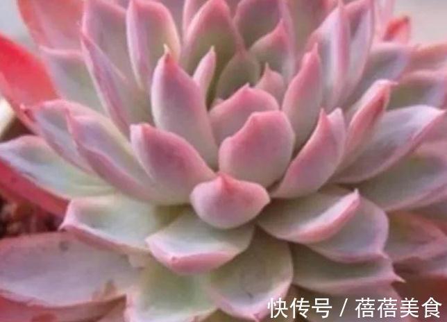 冬天值得你拥有的8种粉色多肉,好养护又漂亮