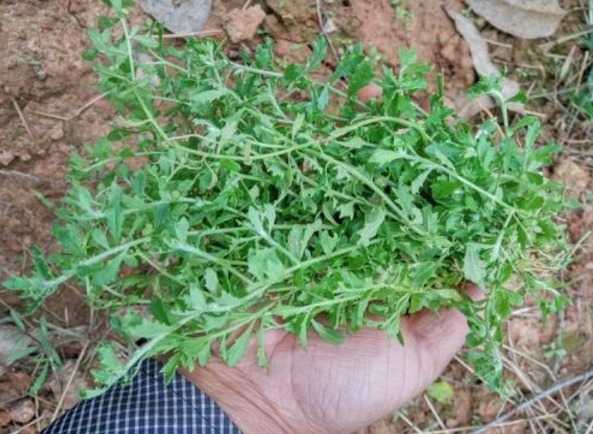 鼻炎|鼻炎，不要命，但不是小病，1个农村野草，5分钟轻松搞定