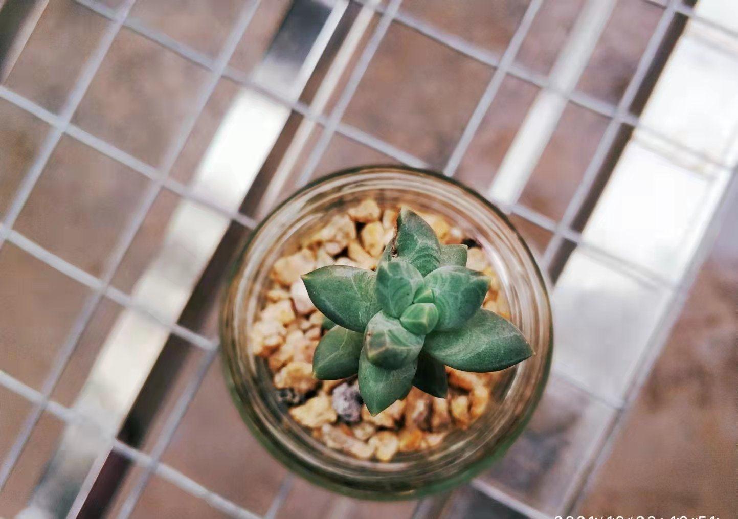 新玩法——用玻璃瓶养多肉，既方便打理又易于上色，阳台党的福音