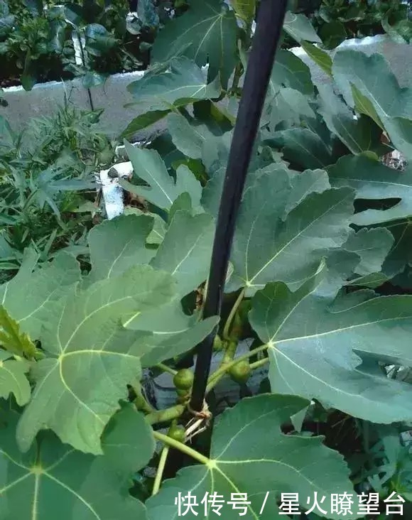 1根枝条插土里,10天生根,来年结果,一结一箩筐,吃不完!