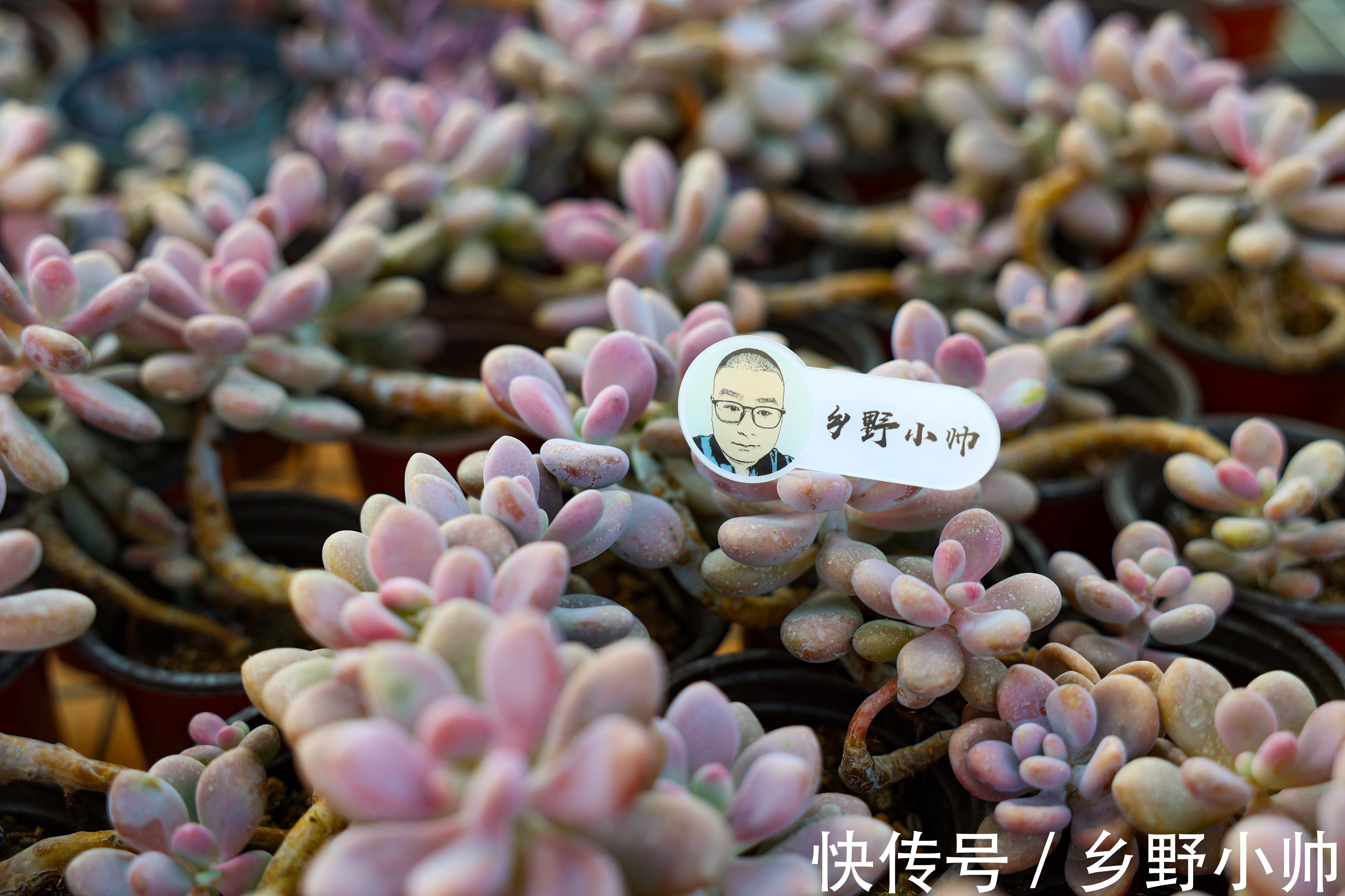 黛比|阳台党有福了,小帅为你介绍几款适合阳台党的多肉,抓紧带回家