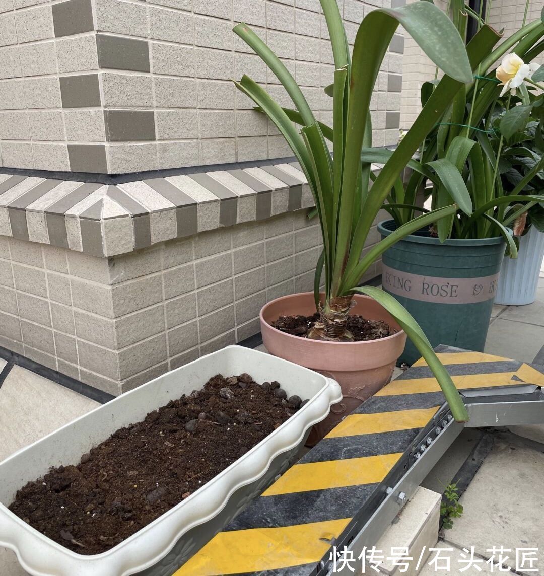 郁金香栽种了3个月，已经满盆长“花苞”，开花漂亮