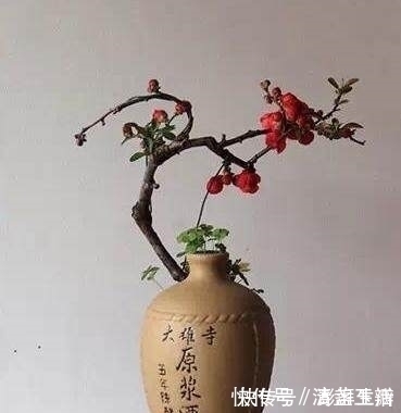 盆栽|老公在家用废酒瓶养盆栽,做出来竟这么美,邻居都想高价购买!