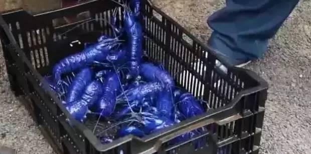 小龙虾|男子从水里捞上来一筐“蓝玻璃”,打开笼子一看,高兴地跳了起来