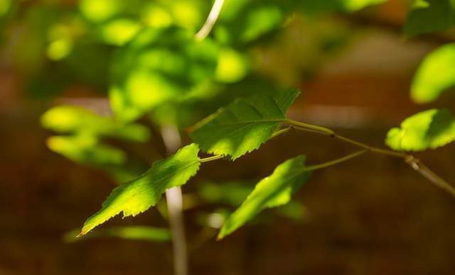 a300|血糖高的人,脚上会出现3种变化,哪怕占一个,也要检查一下血糖