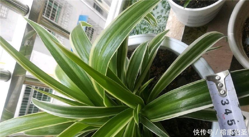 吊兰|养吊兰,一年四季只用2招,叶片3厘米宽,叶片长得又密又绿!