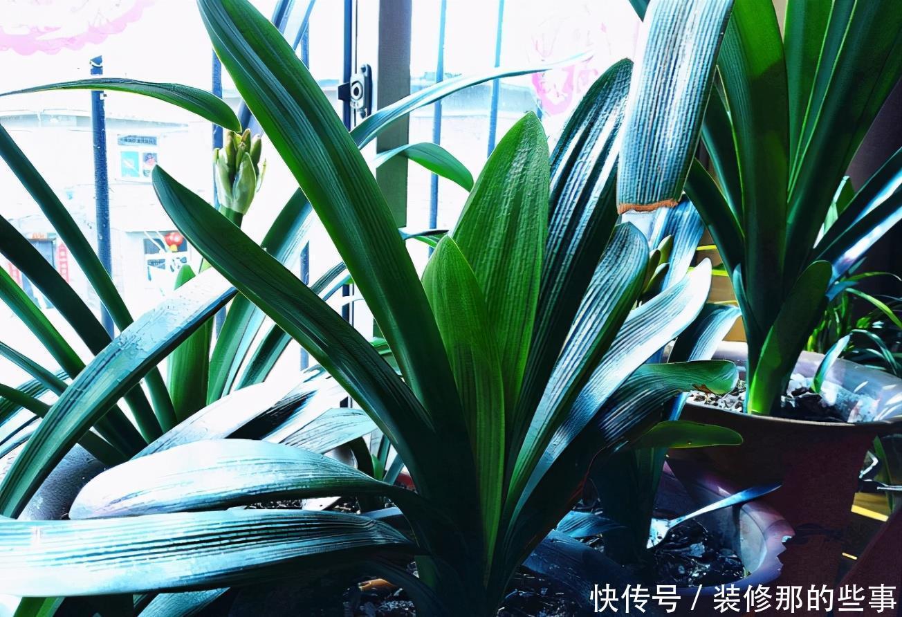 废油|月季、君子兰、茉莉，这3样花超爱吃油，用好了呼呼长不停