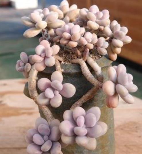 4种漂亮的普货多肉,容易爆崽成老桩,冬天冻一冻,韵味十足