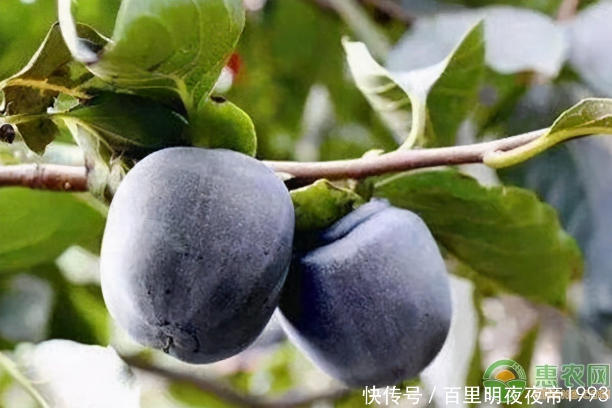 巧克力布丁果|这种纯黑色的“柿子”,口感像巧克力,你吃过吗?种植前景怎么样