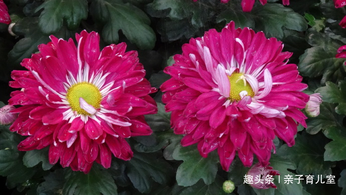 喜欢养菊,那就养“传统名菊”苍海狂龙,花型朴素大方,金黄艳丽