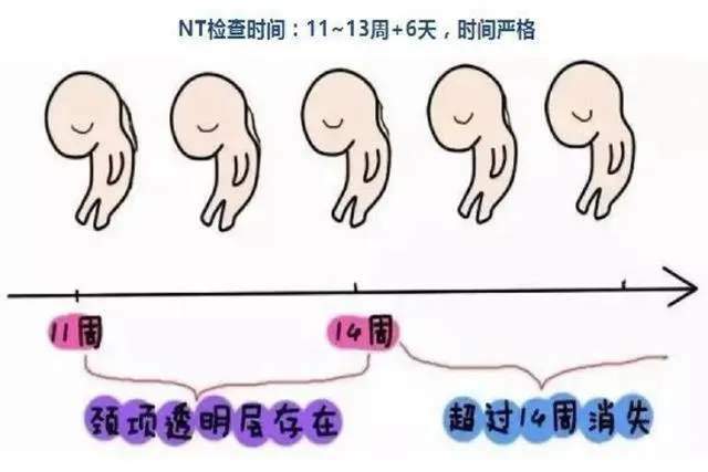 检查|NT值偏高唐筛却低风险怎么办？疑惑的孕妈，后续该关注这些检查