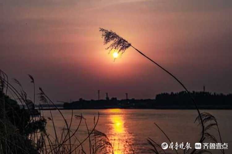 这里的落日真美！济南黄河夕阳西下绚彩多姿，红霞飞满天|情报站| 济南