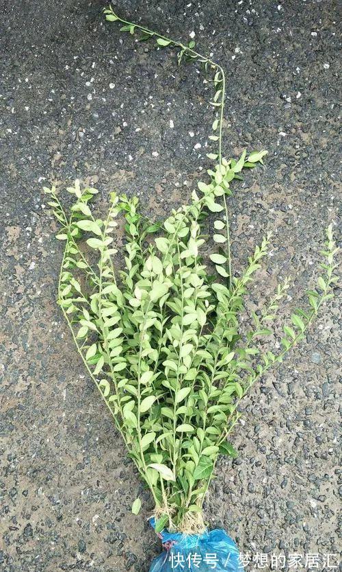 芳藤|扶芳藤的根系发达，搞不定附石式或附木式盆景，可以拿它练手！