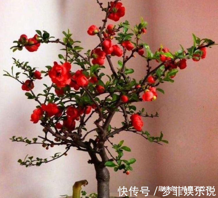 海棠花|几种花超爱开花，清香怡人，连年开花，满室生香，花开美观又大气