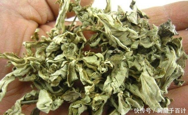 农村这种野草，是湿气的克星，泡脚时加点它，排毒祛湿，消毒止痒