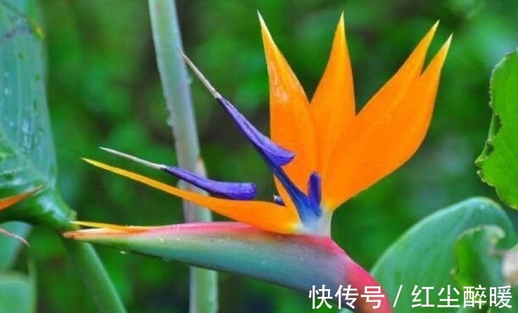 花盆|4种花养家里,仙气十足,颜色多样,随便一养成花海