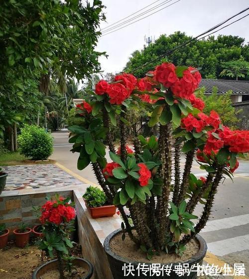 浇水|5种花真皮实,30天不浇水照样枝繁叶茂,绽放层叠群花!