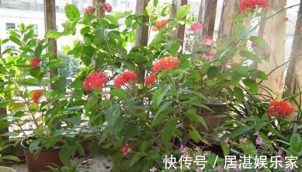 腐叶土|养花缺不了营养土不想要花钱买,就添加上它们,比买的还好