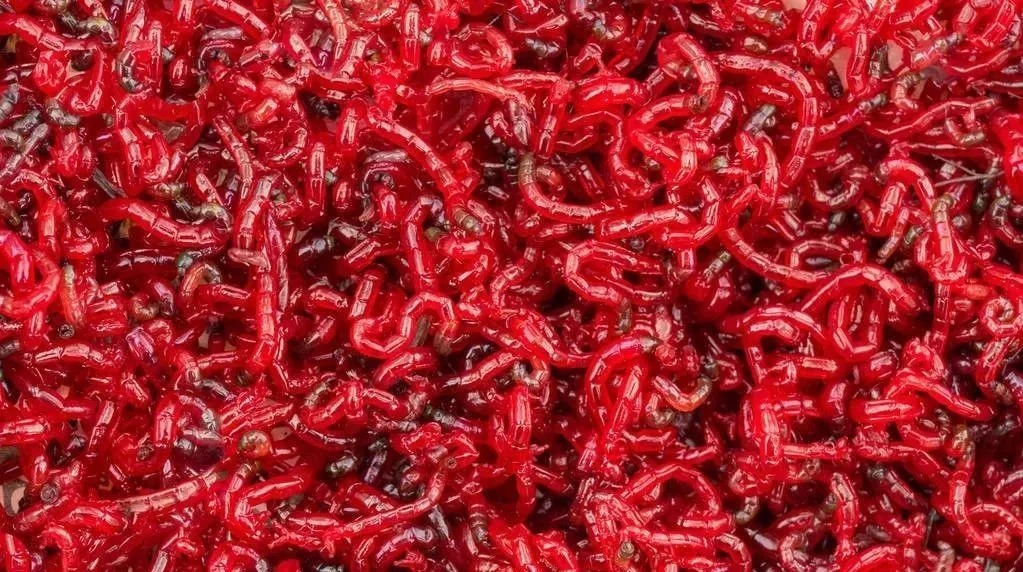 垂钓|冷天钓鲫鱼,只要掌握好这些因素,垂钓鱼获更多,鲫鱼个体更大