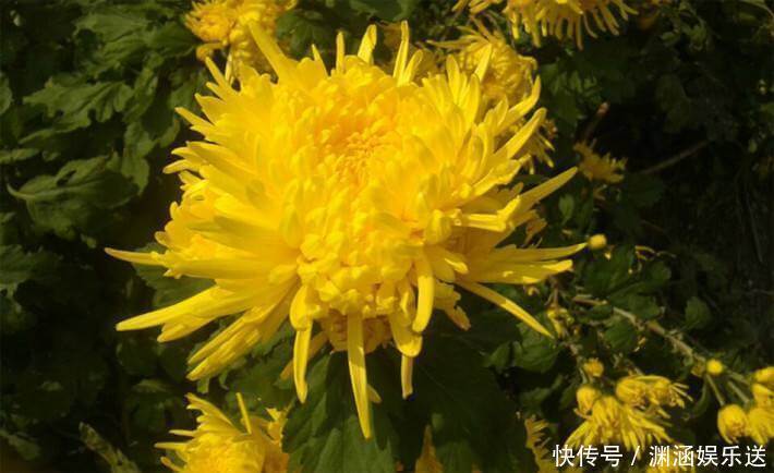 沙漠玫瑰|这几款花卉，堪称花界“开花机器”，盆栽上几种，花开繁华又浪