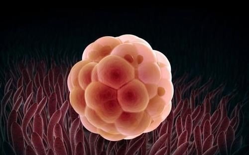 胚胎|怀孕1~10个月，胎儿发育变化全过程！想“修炼成人”还得过四关