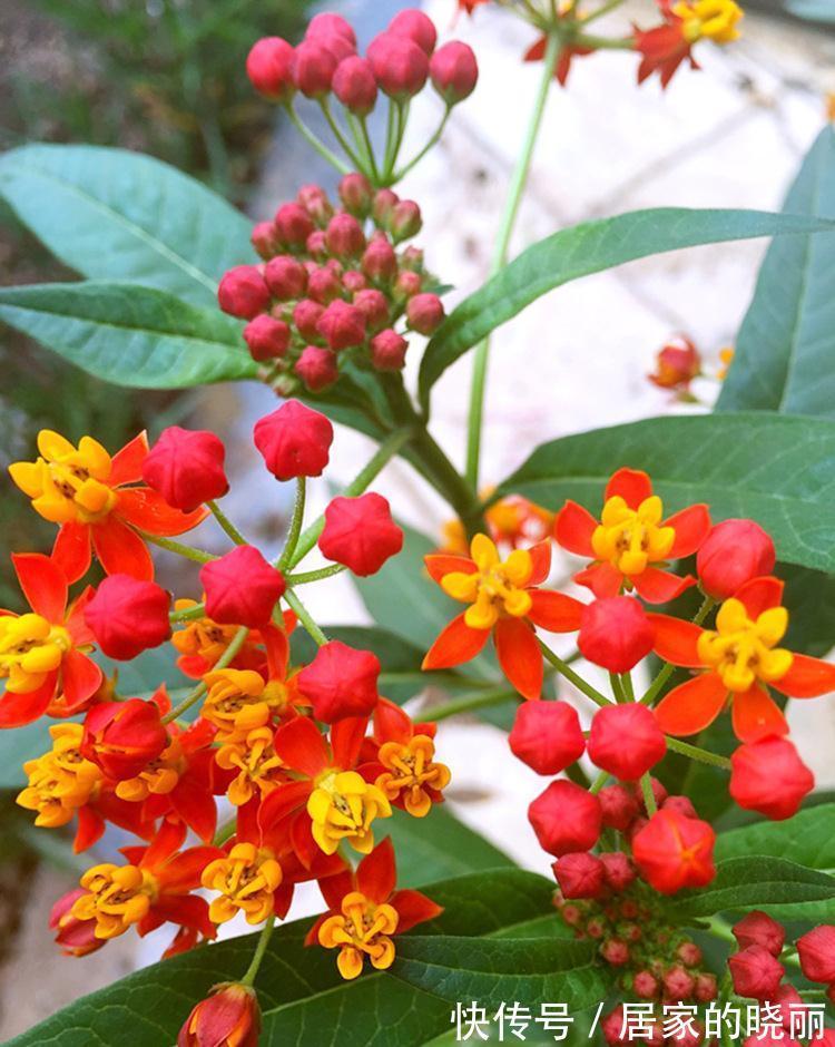 越漂亮的花越“有毒”！快来认识这12种大毒花，涨“知识”不吃亏