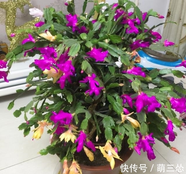 如果你是新手养蟹爪兰，尽量不要一棵嫁接多色，因为很难一起开花