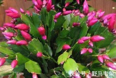 中秋前,3种东西扔盆里,长寿、蟹爪兰猛开花,肥效管1年