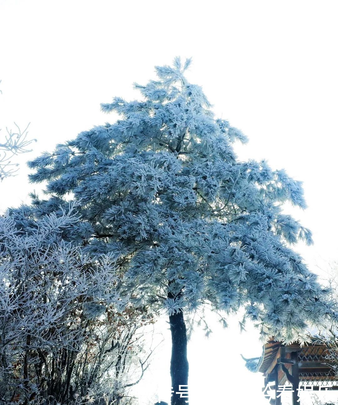 雪景|遂昌大美雪景图！让你一次看个够