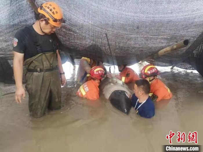 浙江|浙江临海上演“鲸”险营救：搁浅瓜头鲸均已妥善安置