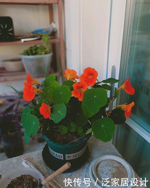 封闭阳台养啥花?这款很不错,打理容易,花繁叶密,多季重复开