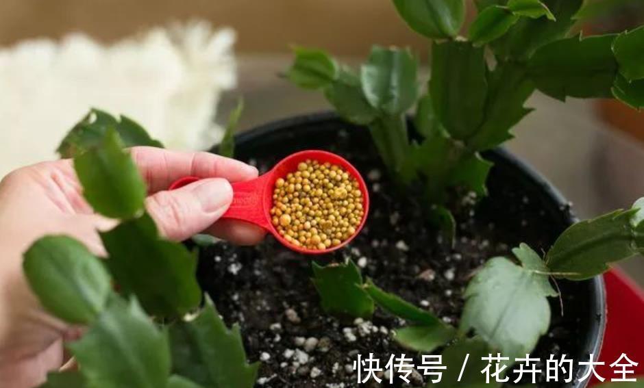 养花|花卉养不活？5个坏习惯在作祟，不戒掉啥花都养不好，你中了几条