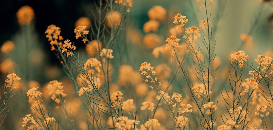 寒梅傲雪&人在低谷:言寡、体勤、心静