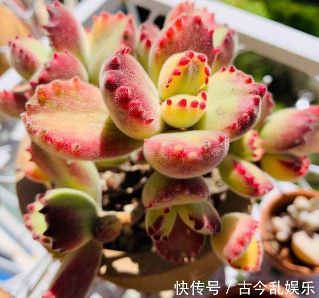 熊童子，花普货的价钱赏贵货的颜值，做好5点，红叶尖肥叶片都要