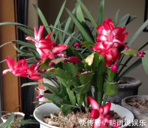 长寿花|什么果皮水、淘米水都不如“1勺它”,养花没异味,养分充足!