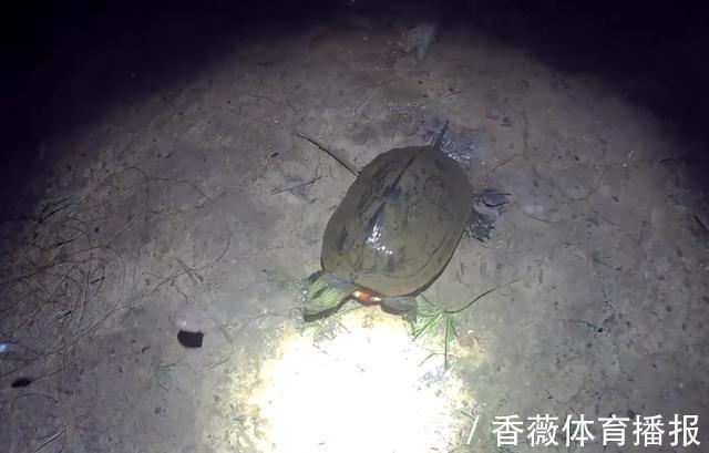 深圳一河道河鳖“泛滥”，有人一晚上钓了十几只，带回家炖了