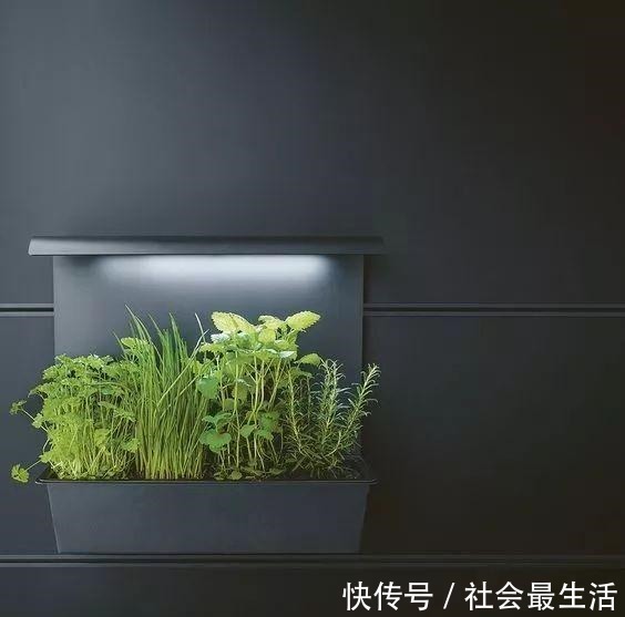 外国人发明的“室内小菜园”,一年四季长爆盆,太神奇了……!