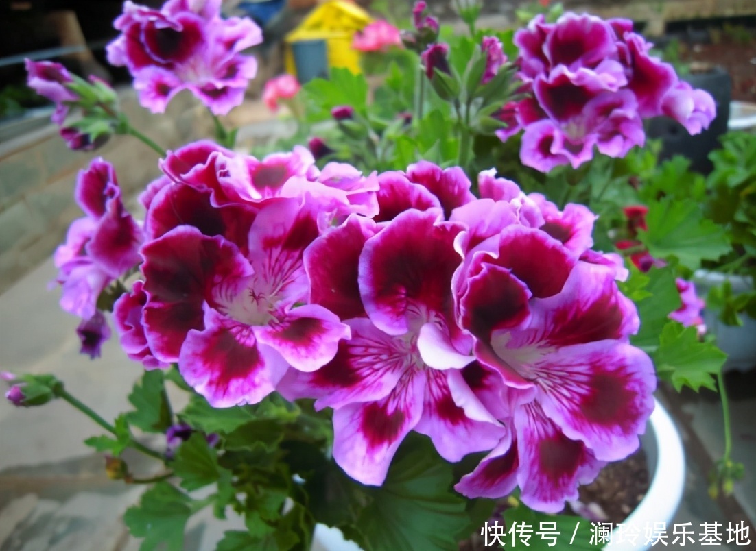 透气性|想换盆怕把花“换死”？教你一个“安全”的方法，换完快速生长