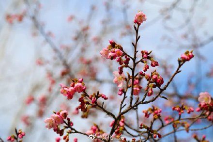 中年|樱花开了！玉兰也开了！上海牛年最早一波赏花，约吗？