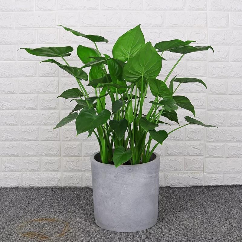 4种有害的花不能放客厅,家有老人小孩要注意,赶紧清理掉